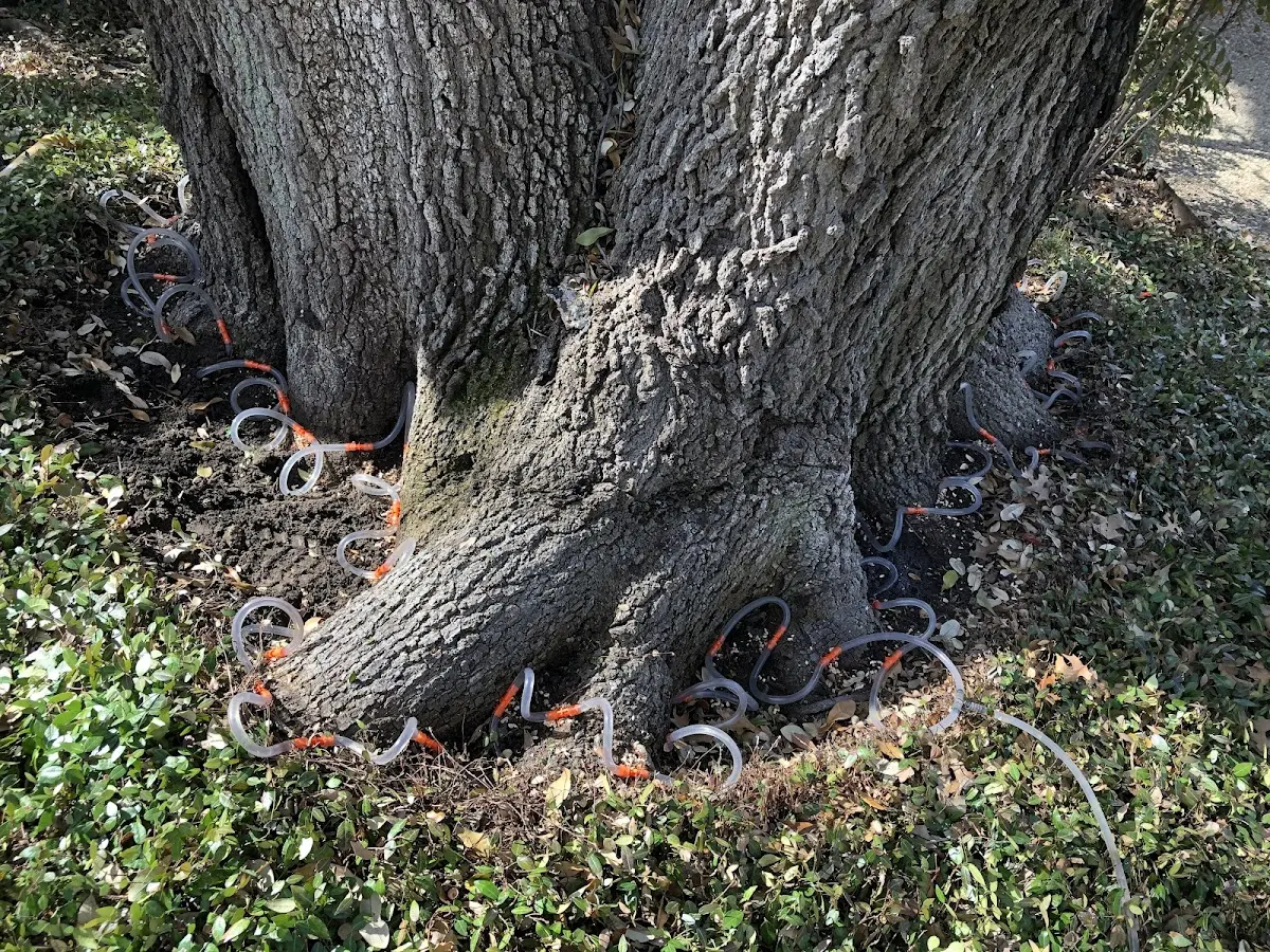Detailed Tree Cabling and Bracing job site in Semora