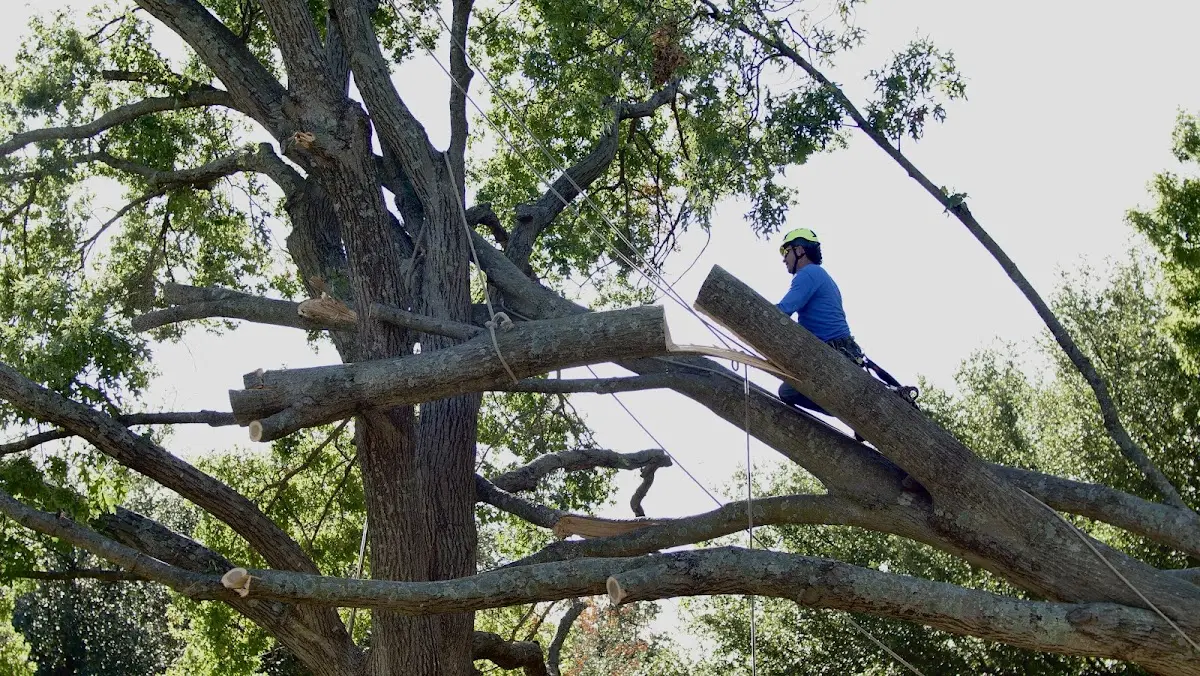Professional Hazardous Tree Removal performed by certified arborists in Semora